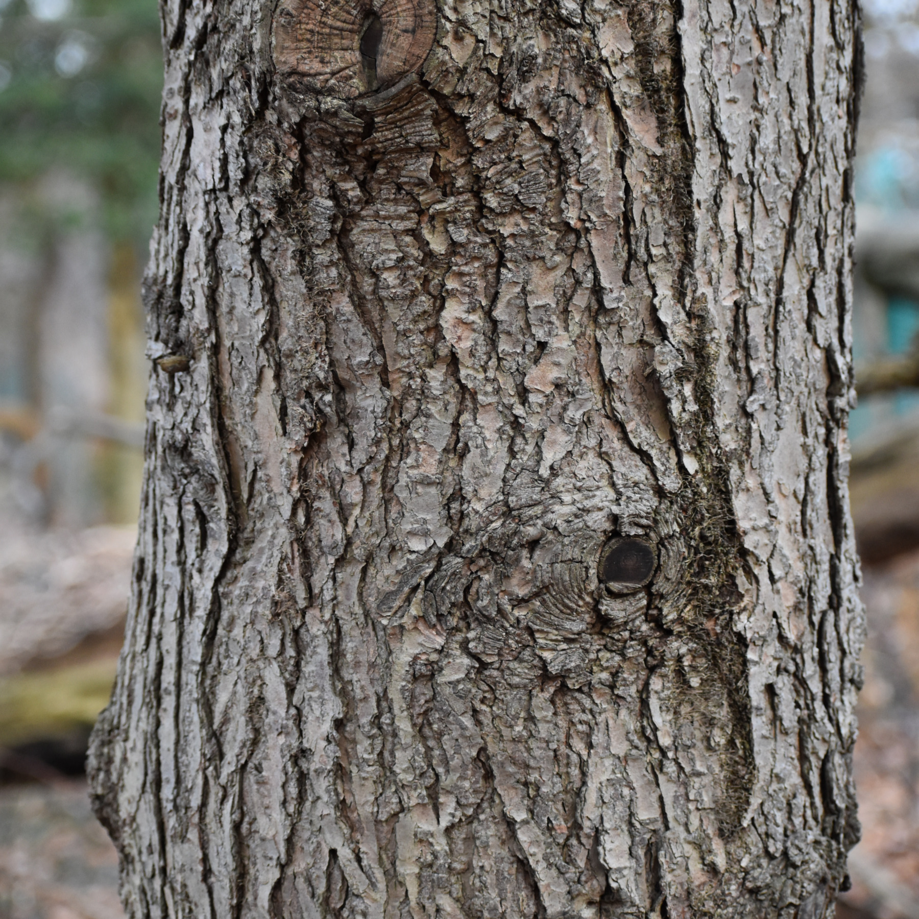 Bark | TGB Tree