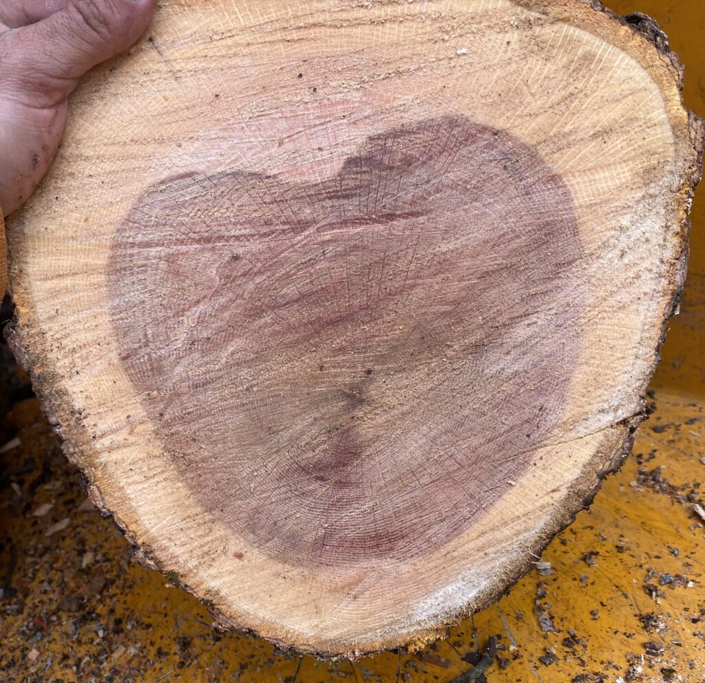 Main Line Tree Service.  Red Oak Branch shaped like a heart