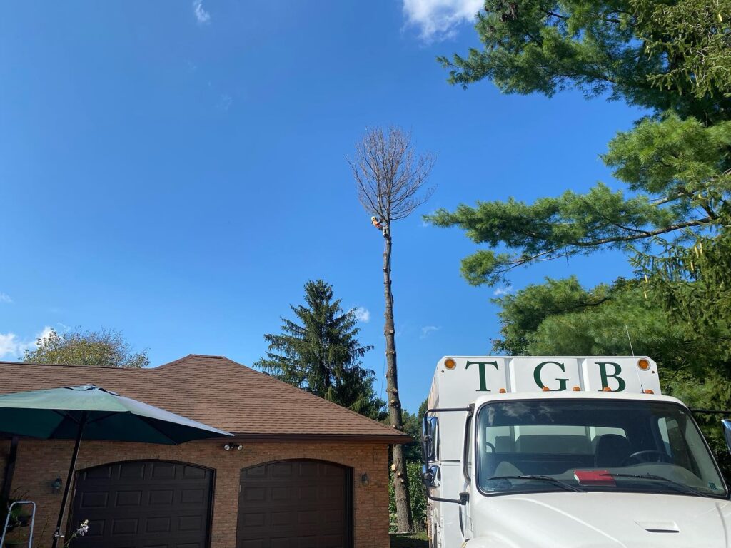 Bryn Mawr Tree Service Rigging Pictures