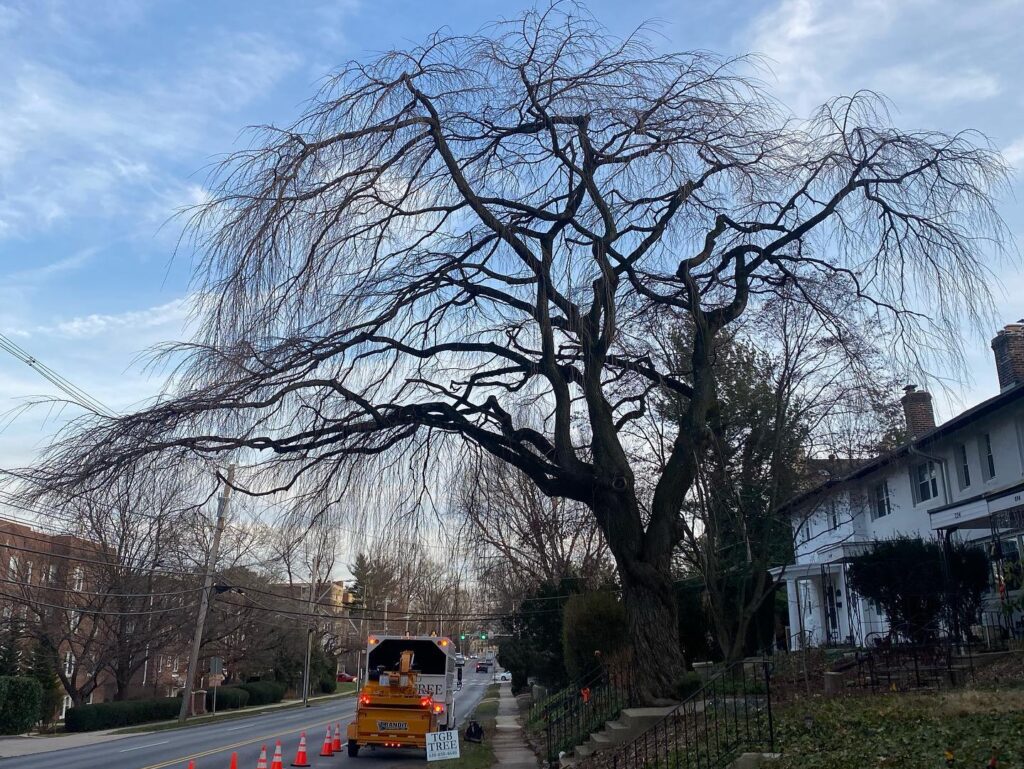 Lower Merion Tree Service Tree Trimming