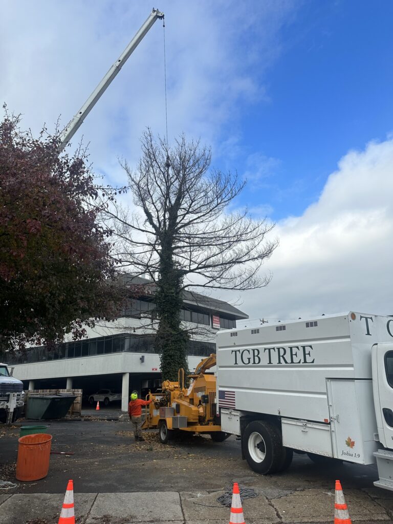 Main Line Tree removal Lower Merion, PA